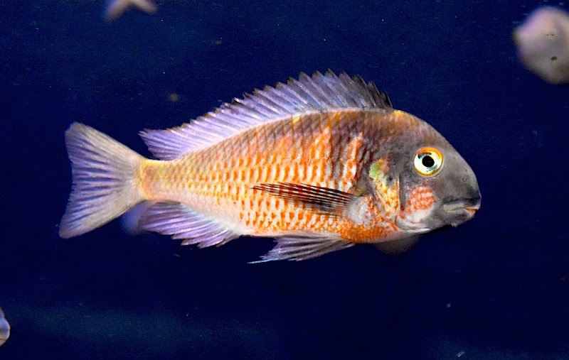 Tropheus Red Belly